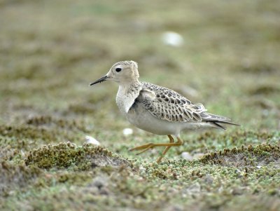 Blonde Ruiter (Buff-breasted Sandpiper)