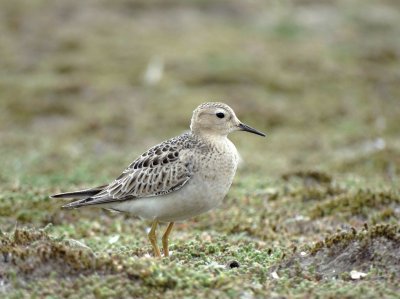 Blonde Ruiter (Buff-breasted Sandpiper)