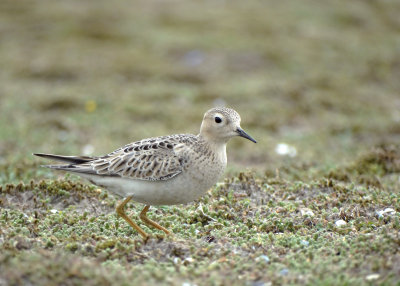 Blonde Ruiter (Buff-breasted Sandpiper)