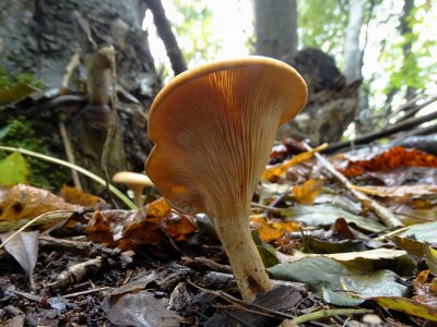Roodbruine Schijnridderzwam (Lepista flaccida)