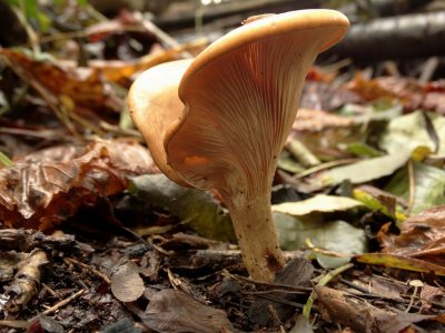 Roodbruine Schijnridderzwam (Lepista flaccida)
