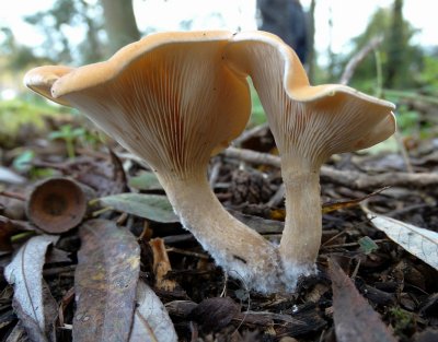 Roodbruine Schijnridderzwam (Lepista flaccida)