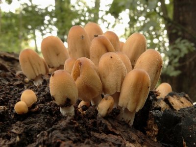 Gewone Glimmerinktzwam (Coprinus micaceus)