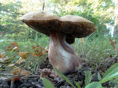 Netstelige Heksenboleet (Boletus luridus)