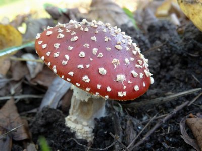 Vliegenzwam (Amanita muscaria)