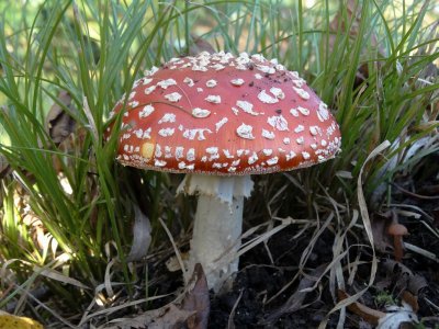 Vliegenzwam (Amanita muscaria)