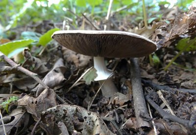 Schubbige Boschampignon (Agaricus silvaticus) 