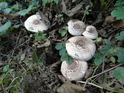 Schubbige Boschampignon (Agaricus silvaticus) 