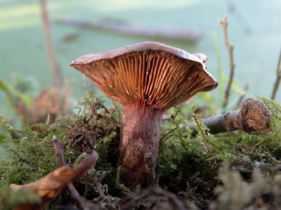 Melkzwam sp. (Lactarius sp.)