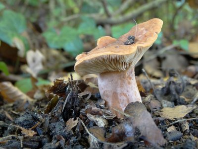 Melkzwam sp. (Lactarius sp.)