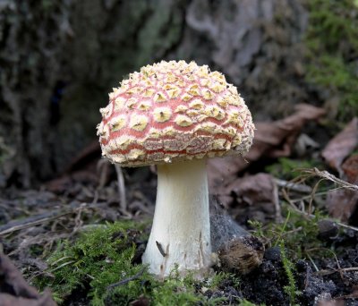 Vliegenzwam (Amanita muscaria)