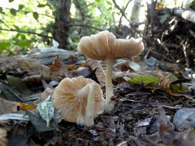 Entoloma rhodopolium sp.