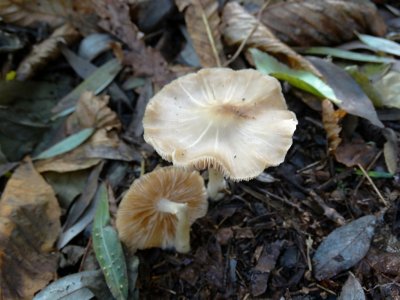 Entoloma rhodopolium sp.