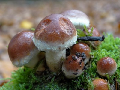 Rode Zwavelkop (Hypholoma sublateritium)