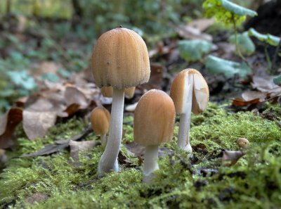 Gewone Glimmerinktzwam (Coprinus micaceus)