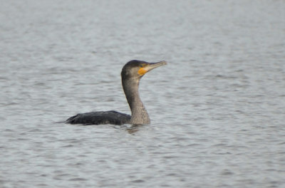 Aalscholver (Great Cormorant)