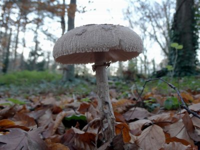 Grote Parasolzwam (Macrolepiota procera, syn.: Lepiota procera)