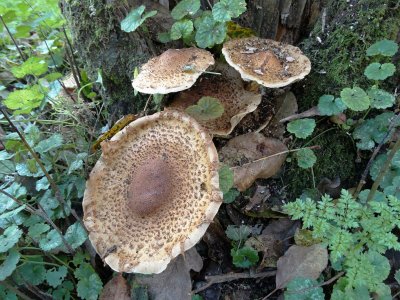 Schubbige Bundelzwam (Pholiota squarrosa)