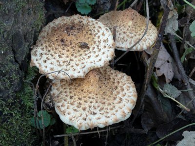 Schubbige Bundelzwam (Pholiota squarrosa)