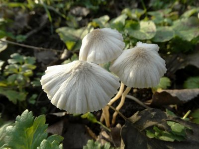 Franjehoeden (Psathyrella sp.)