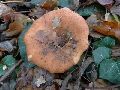 Roodbruine Schijnridderzwam (Lepista flaccida)