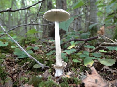 Grijze Slanke Amaniet (Amanita vaginata)