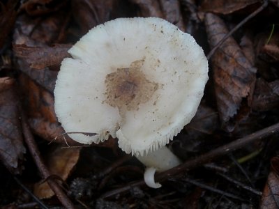 Russula sp. 