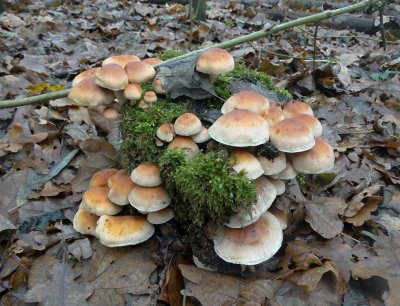 Gewone Zwavelkop (Hypholoma fasciculare, synoniem: Psilocybe fascicularis )