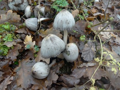 Grote Kale Inktzwam (Coprinopsis atramentaria)