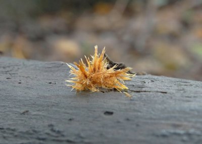 Luchtmycelium van Coprinellus sp.