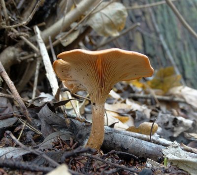 Roodbruine Schijnridderzwam (Lepista flaccida)