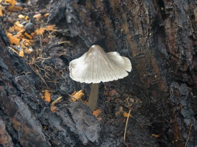 Helmmycena (Mycena galericulata)