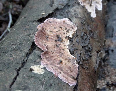 Paarse Korstzwam (Chondrostereum purpureum)
