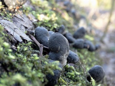 Houtknotszwam (Xylaria polymorpha)