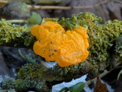 Gele Trilzwam (Tremella mesenterica)