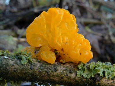 Gele Trilzwam (Tremella mesenterica)