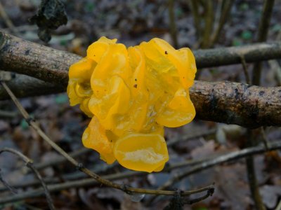 Gele Trilzwam (Tremella mesenterica)
