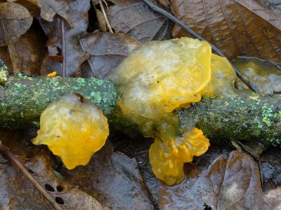 Gele Trilzwam (Tremella mesenterica)