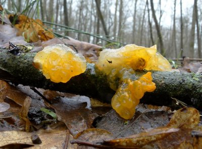 Gele Trilzwam (Tremella mesenterica)