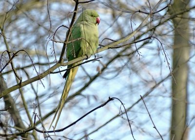 Halsbandparkiet (Rose-ringed Parakeet)