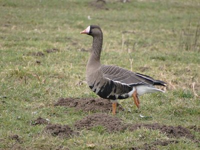 Kolgans (White-fronted Goose)