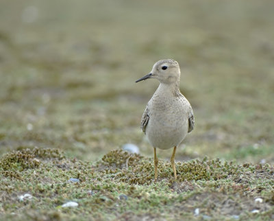 Blonde Ruiter (Buff-breasted Sandpiper)