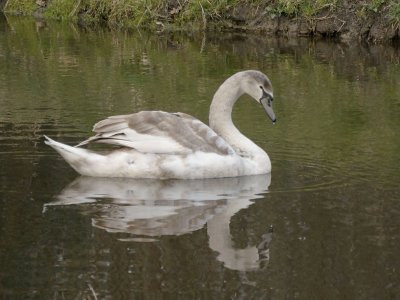 Knobbelzwaan (Mute Swan)