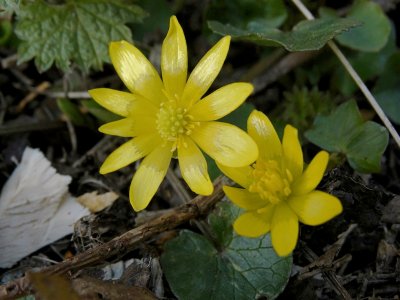 Speenkruid (Ranunculus ficaria subsp. bulbilifer)