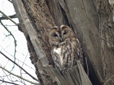 Bosuil (Tawny Owl)