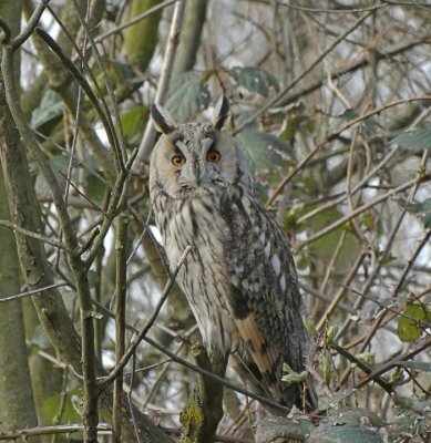 Ransuil (Long-eared Owl)