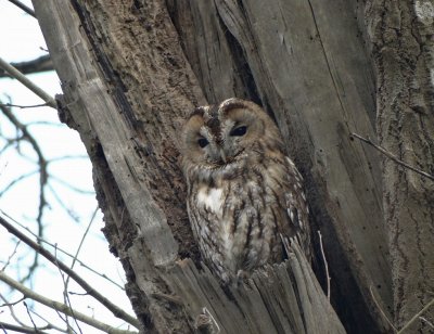 Bosuil (Tawny Owl)