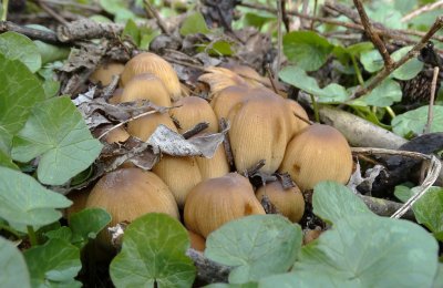 Gewone Glimmerinktzwam (Coprinus micaceus)