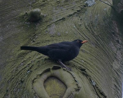 Merel (Common Blackbird)