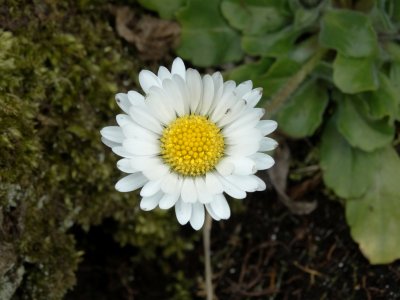 Madeliefje (Bellis perennis)